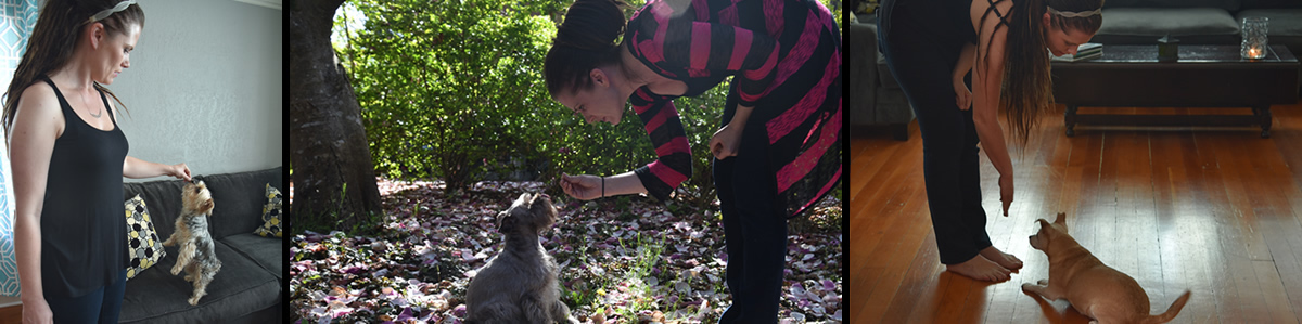 Dog Training in Seattle