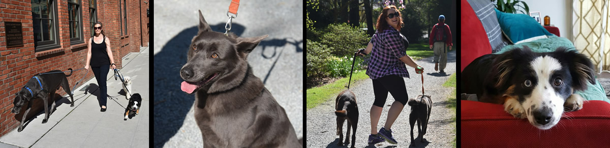 Cosmic Home 'n Pet Seattle photo: Brea's not only an expert dog walker, she can train dog behavior during walks