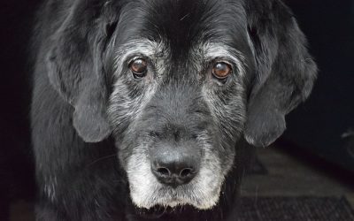 Senior Dog Care