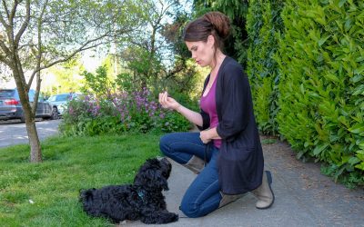 4 Reasons You Should Hire a Dog Trainer (Today)!