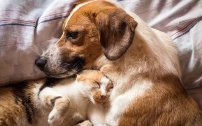 Seattle Pet Owners – Would Your Cat or Dog Benefit From CBD?