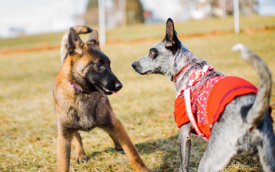 Seattle Dog Parents, Why This Phrase Is Problematic :  “Don’t Worry … My Dog Is Friendly!”