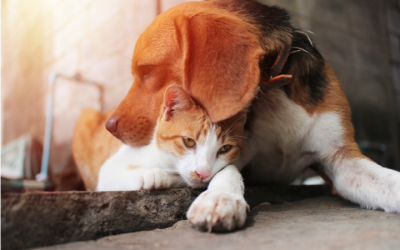 When You Have to Say Goodbye: Surviving Pet Loss