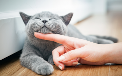 7 Reasons Your Seattle Cat Needs a Pet Sitter!