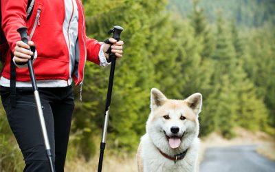 5 Great Dog Friendly Hiking Trails Near Seattle