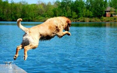 A Guide for Swimming with your Dog