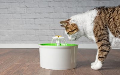 How to Encourage Your Cat to Drink More Water