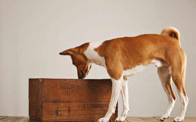Nose Work: A Great Activity for Your Dog and You