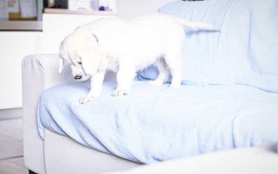 How to House Train Your Puppy