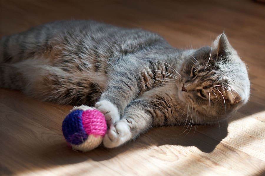 The Best Enrichment Activities and Experiences for Your Cat