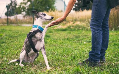 5 Ways to Handle Frustrations When Training Your Dog