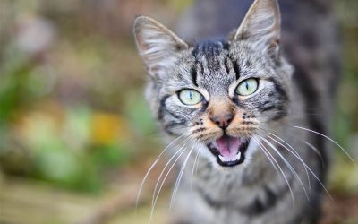 5 Cat Sounds and What They Mean