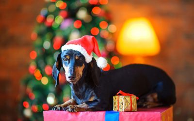 7 Holiday Activities in Seattle for You and Your Dog