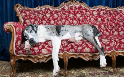 Which Dog Breed is Right for You?