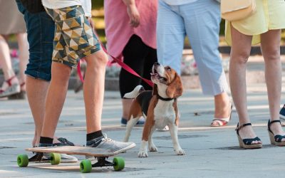 6 Tips for Socializing Your Puppy in Seattle