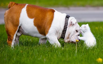 7 Tips for Introducing a Cat and Dog