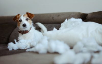 8 Ways to Prevent Separation Anxiety in Dogs