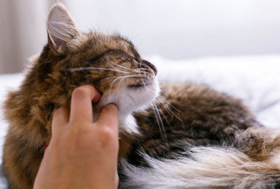 Pet Sitting Cosmic Home & Pet