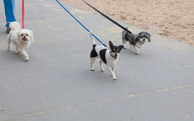 Four Reasons Your Dog Needs Daily Walks