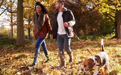 10 Steps for Bringing Home a New Dog in Seattle