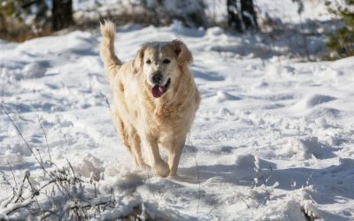 7 Winter Hazards your Pets Should Avoid in Seattle
