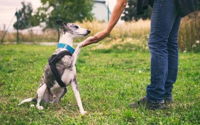Tips On How to Make Dog Training Successful