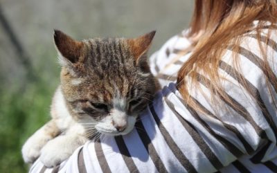 How to Care For Senior Cats!