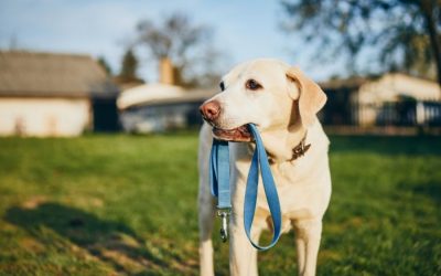 Reasons To Avoid On-Leash Greetings Between Dogs