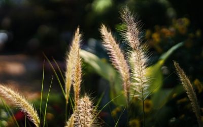Foxtails: Why They Are Dangerous for Dogs