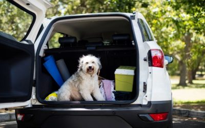 Pet-Friendly Travel Destinations In Washington State