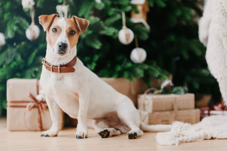 How to Find a Pet Sitter for the Holidays