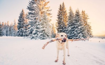 How To Keep Your Dog Safe This Winter in Seattle
