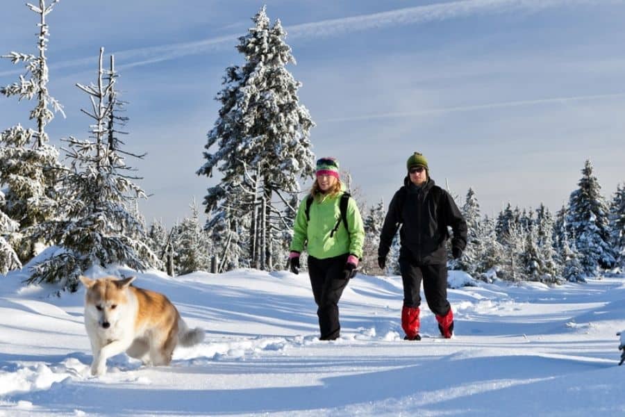 Four Fun Winter Activities To Do With Your Dog!