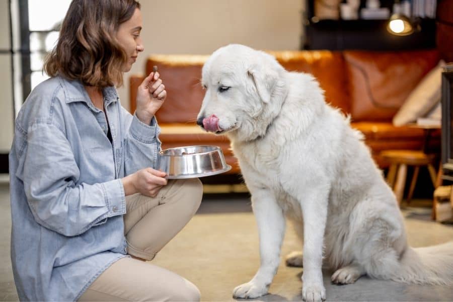 Make Smarter Choices for Your Pet’s Health
