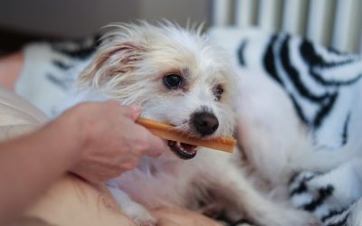 The Importance of Keeping your Pets' Teeth Clean