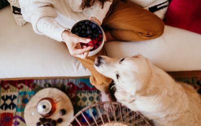 Healthy Fruits and Vegetables For Your Seattle Pets