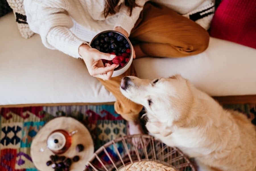 Healthy Fruits and Vegetables For Your Seattle Pets