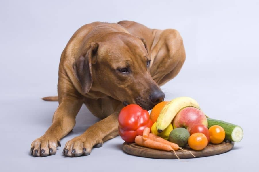 Healthy Fruits and Vegetables For Your Seattle Pets (1)