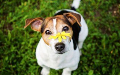 How to Tell If Your Pet Has Allergies