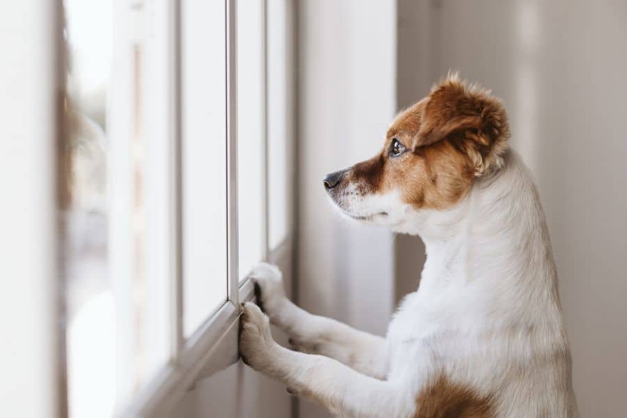 Separation Anxiety Preparing Your Dog to Be Left Alone