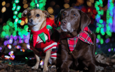 Dog Friendly Holiday Events in Seattle