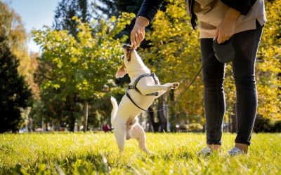 The owner trains the jack russell terrier dog in the park.