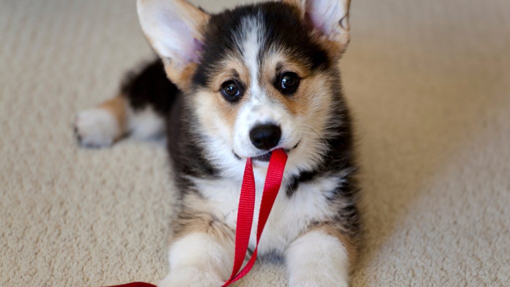 As most dog owners already know, most dogs love to chew -- and that includes things aside from the dog's chew toys!