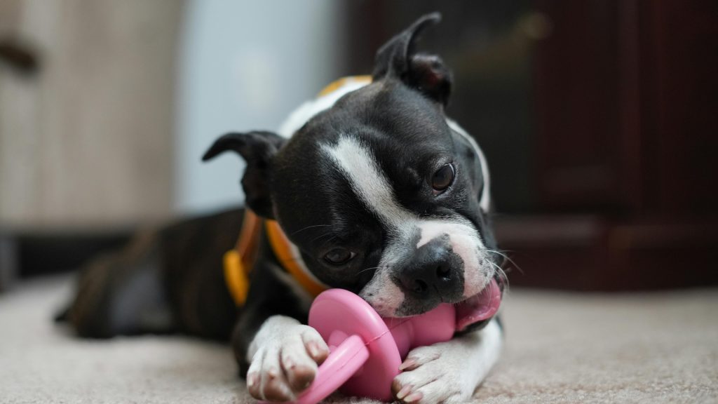 Make sure to give your dog safe chew toys and encourage appropriate chewing behavior.