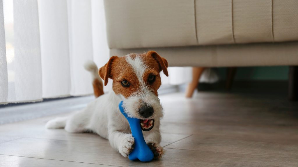 All dogs -- including puppies, adult dogs, and older dogs alike -- should have access to one or more safe chew toys.