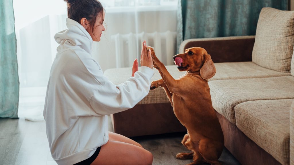 Training and physical exercise can help alleviate mild anxiety and stop chewing problems.