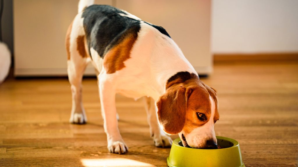 Make sure you're providing all the calories your dog needs.