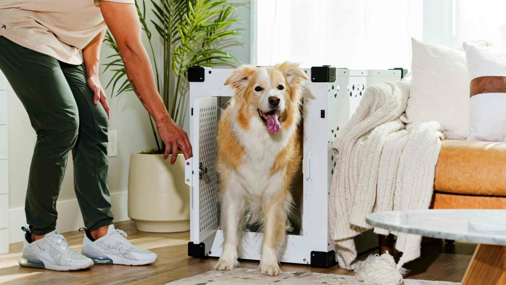 Because dogs with separation anxiety may engage in inappropriate chewing, you may need to crate your dog when you can't monitor them.