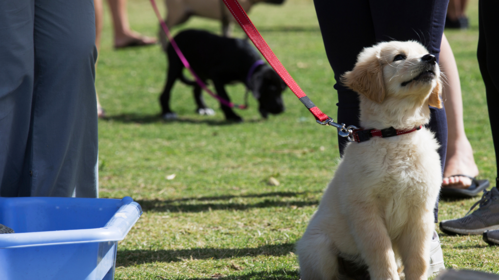 Besides drooling, other signs that may happen if your dog eats toxic substances include disorientation and panting.
