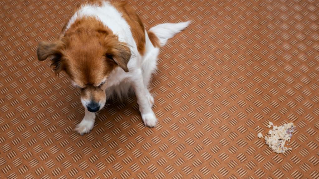 Excessive drooling in dogs can be caused by a variety of issues, from simply smelling food to having illness that necessitates emergency veterinary care.